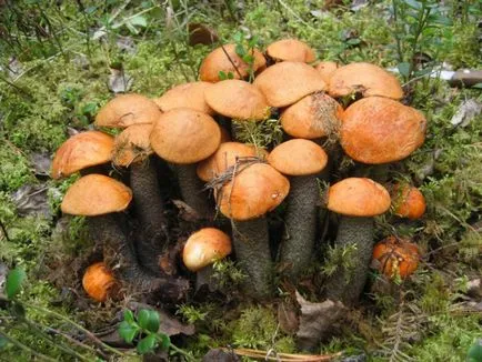 Як чистити гриби (гриби) Як чистити гриби