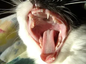 O pisica are o durere de dinți