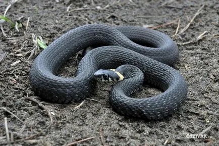 Ja, és vipera - különbségek és hasonlóságok, fotók