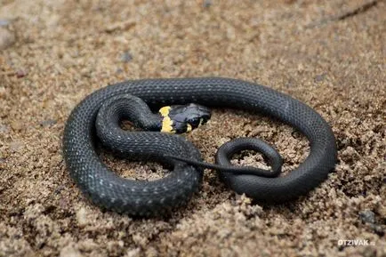 Ja, és vipera - különbségek és hasonlóságok, fotók