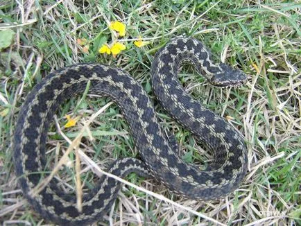 Ja, és vipera - különbségek és hasonlóságok, fotók