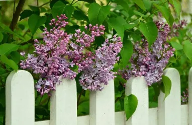 Fajok és fajták lila kerttervezés