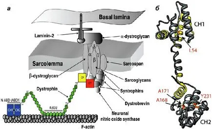 Cure Duchenne izomsorvadás