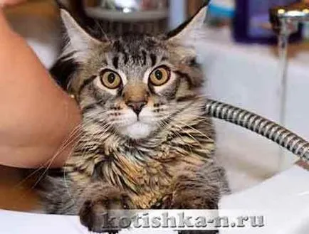 Instrucțiuni video despre cum să se spele pisica, care nu-i place să înoate