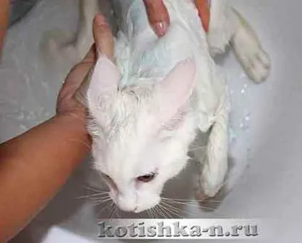 Instrucțiuni video despre cum să se spele pisica, care nu-i place să înoate