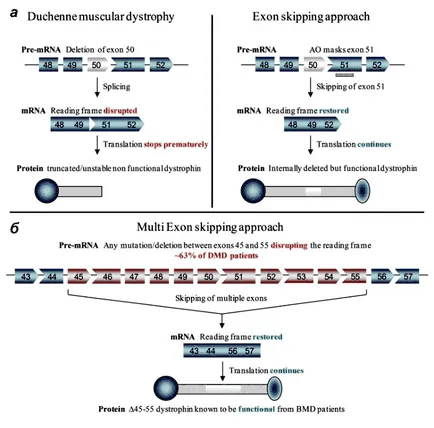 Cure Duchenne izomsorvadás