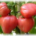 cultivarea răsad de tomate - cum să aterizeze și să crească