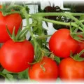 cultivarea răsad de tomate - cum să aterizeze și să crească