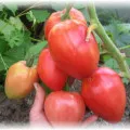 cultivarea răsad de tomate - cum să aterizeze și să crească