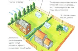 Cultivarea sparanghel din semințe cum să semene