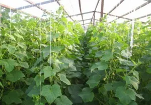 Növekvő uborka melegházban ültetés és gondozás