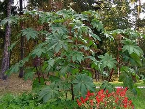 Növekvő ricinus palánta saját kézzel, különösen ültetés és gondozás