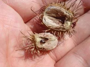 Növekvő ricinus palánta saját kézzel, különösen ültetés és gondozás