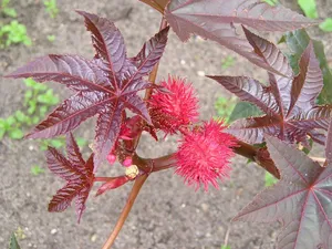 Növekvő ricinus palánta saját kézzel, különösen ültetés és gondozás