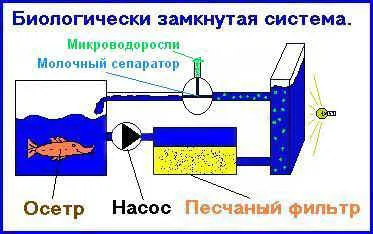 Отглеждане водорасли спирулина и хлорела