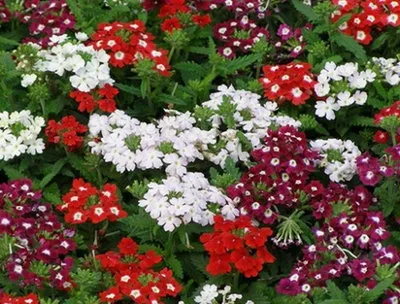 Cultivarea Verbena