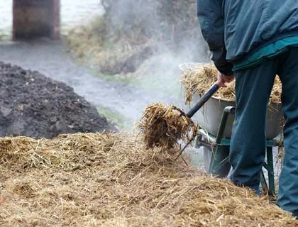 Burgonya termesztése mellett szalma, milyen a növény a burgonya, és hogyan kell gondozni őket