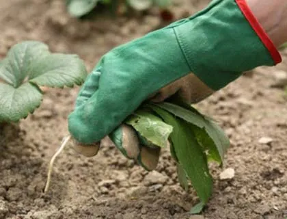 Burgonya termesztése mellett szalma, milyen a növény a burgonya, és hogyan kell gondozni őket