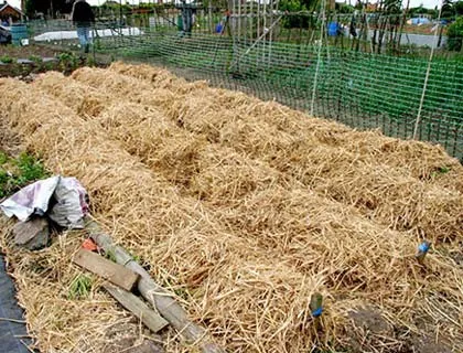 Cultivarea cartofilor sub paie cum să planteze cartofi și cum să aibă grijă de ei