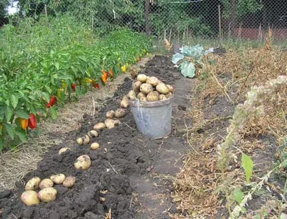 Burgonya termesztése mellett szalma, milyen a növény a burgonya, és hogyan kell gondozni őket