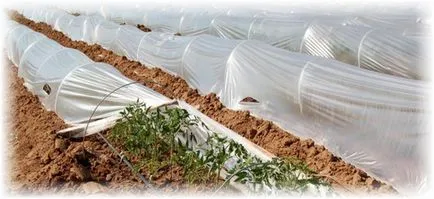 cultivarea răsad de tomate - cum să aterizeze și să crească