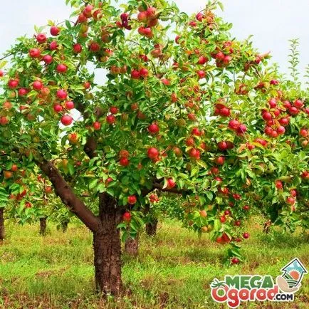Növekvő almafák magvakból és szabályokat az udvarlás csíra