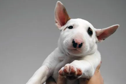 Warrior cu un grad în Oxford - pe o rasa de caine, cum ar fi Bull Terrier