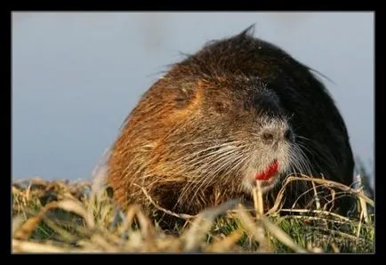 In natura nutria acvatice și plante semiacvatice hrănite, alimente sănătoase