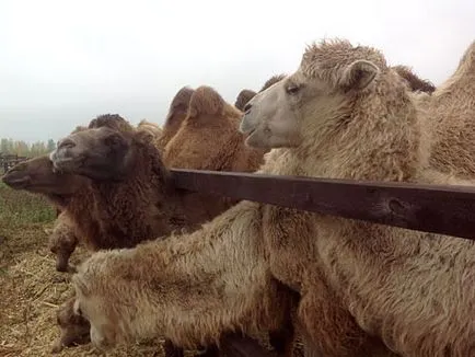 В Татарстан изпъди Курбан камили