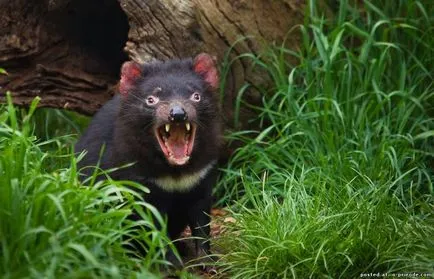 Predator cu un strigăt teribil - diavolul tasmanian - 24 fotografii - imagini - fotografii lumii naturale