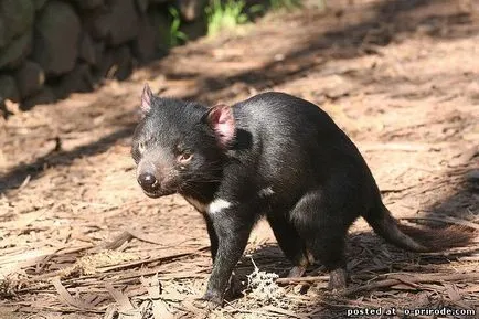 Predator cu un strigăt teribil - diavolul tasmanian - 24 fotografii - imagini - fotografii lumii naturale