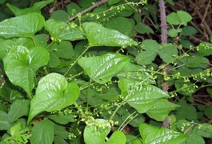 plante otrăvitoare din Crimeea, Crimeea