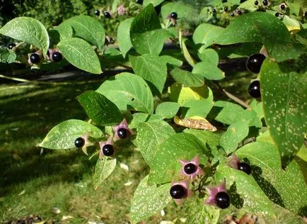 plante otrăvitoare din Crimeea, Crimeea