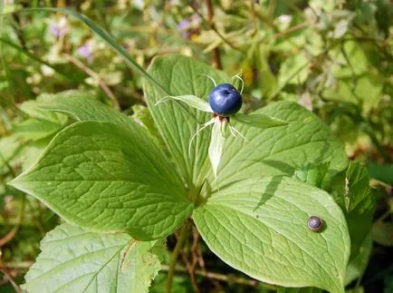 plante otrăvitoare din Crimeea, Crimeea