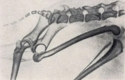 Boala comună 1958 - maladii de cîini (non-contagioase)