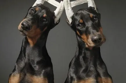 De ce câinii trunchiate urechi - știri despre lumea animalelor persoane