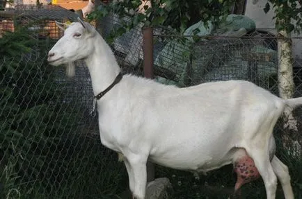Saanen кози - описание на породата