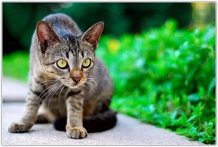 езика на тялото на котки и котки как да се научим да разбираме вашия домашен любимец