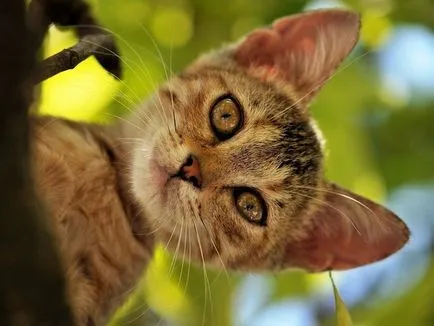 езика на тялото на котки и котки как да се научим да разбираме вашия домашен любимец