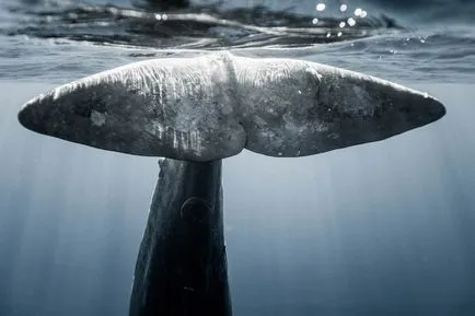 Плувайте с кит, снимка новините