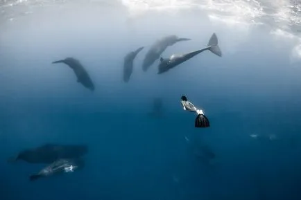 Плувайте с кит, снимка новините