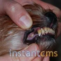 Yorkshire terrier dinți păstrate curate