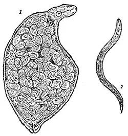 Animale sol - Enciclopedia pentru copii (prima ediție)