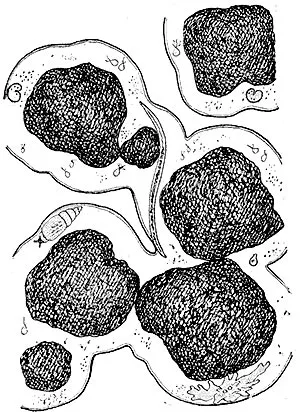 Animale sol - Enciclopedia pentru copii (prima ediție)