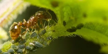 Honeysuckle fő növényi kártevők