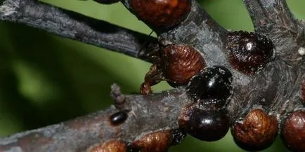 Honeysuckle fő növényi kártevők