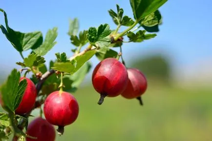 10 cele mai dulci soiuri de coacăze - copii va place!