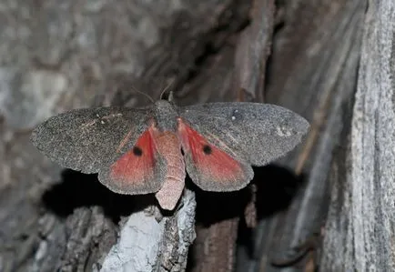 20 магически трансформация на най-необичайни пеперуди и техните гъсеници - faktrum