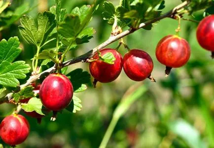 10 legédesebb fajta egres - a gyerekek imádni fogják!