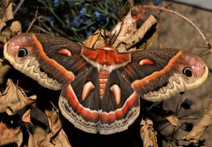 20 transformare magică a celor mai neobișnuite fluturi și omizi lor - faktrum